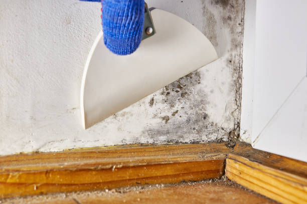 Best Mold Documentation for Insurance Claims  in Grayslake, IL