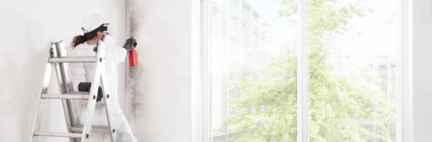 Best Attic Mold Removal  in Grayslake, IL